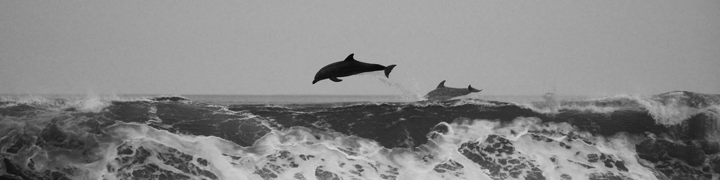 1400px x 350px - dolphin sex | davidgagne.net